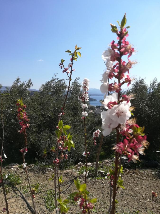 Πέτρα, Ελιά Και Λεβάντα Vila Tolón Exterior foto