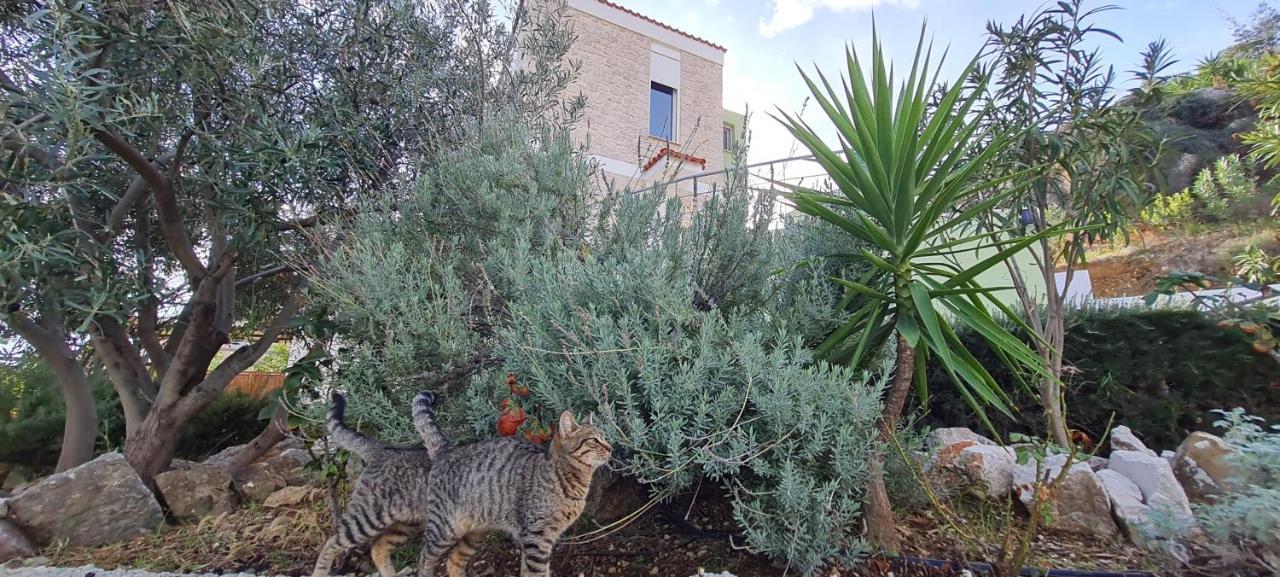 Πέτρα, Ελιά Και Λεβάντα Vila Tolón Exterior foto