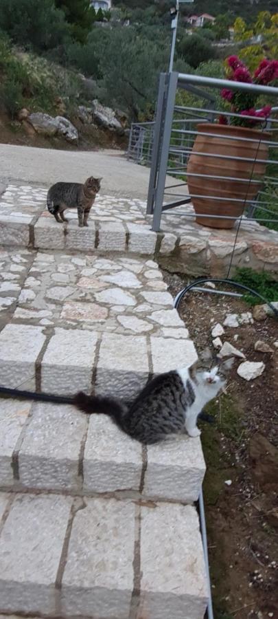 Πέτρα, Ελιά Και Λεβάντα Vila Tolón Exterior foto